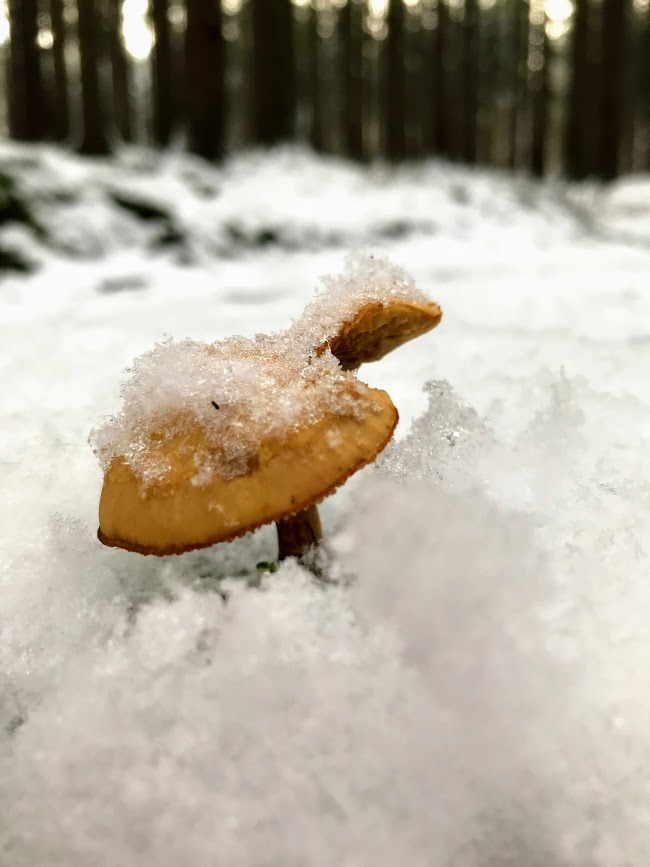 Agaricus – „Božia huba" | Serafin byliny