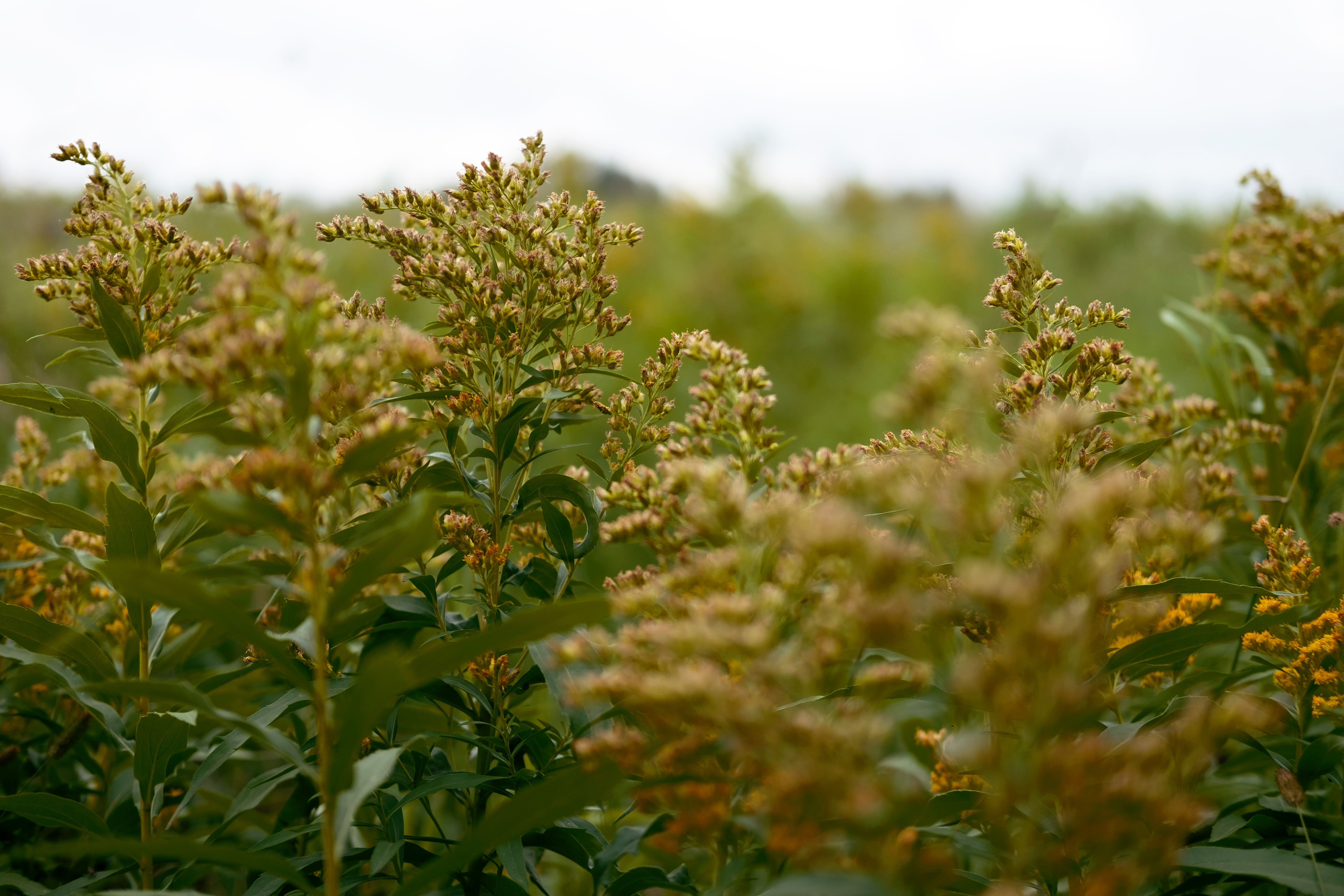 Není na světě bylina, aby pro něco nebyla. | Serafin byliny