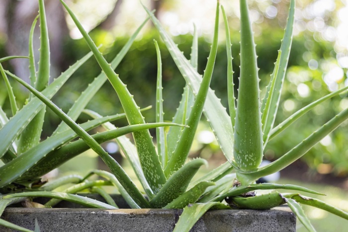 Aloe vera – aloe pravá | Serafin byliny