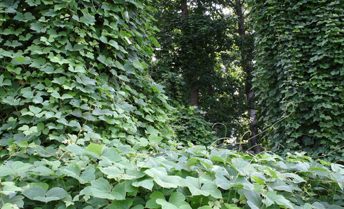 Kudzu - Pueraria lalokatá | Serafin byliny