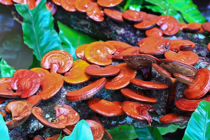 Článek - Reishi – lesklokôrka lesklá | Serafin byliny