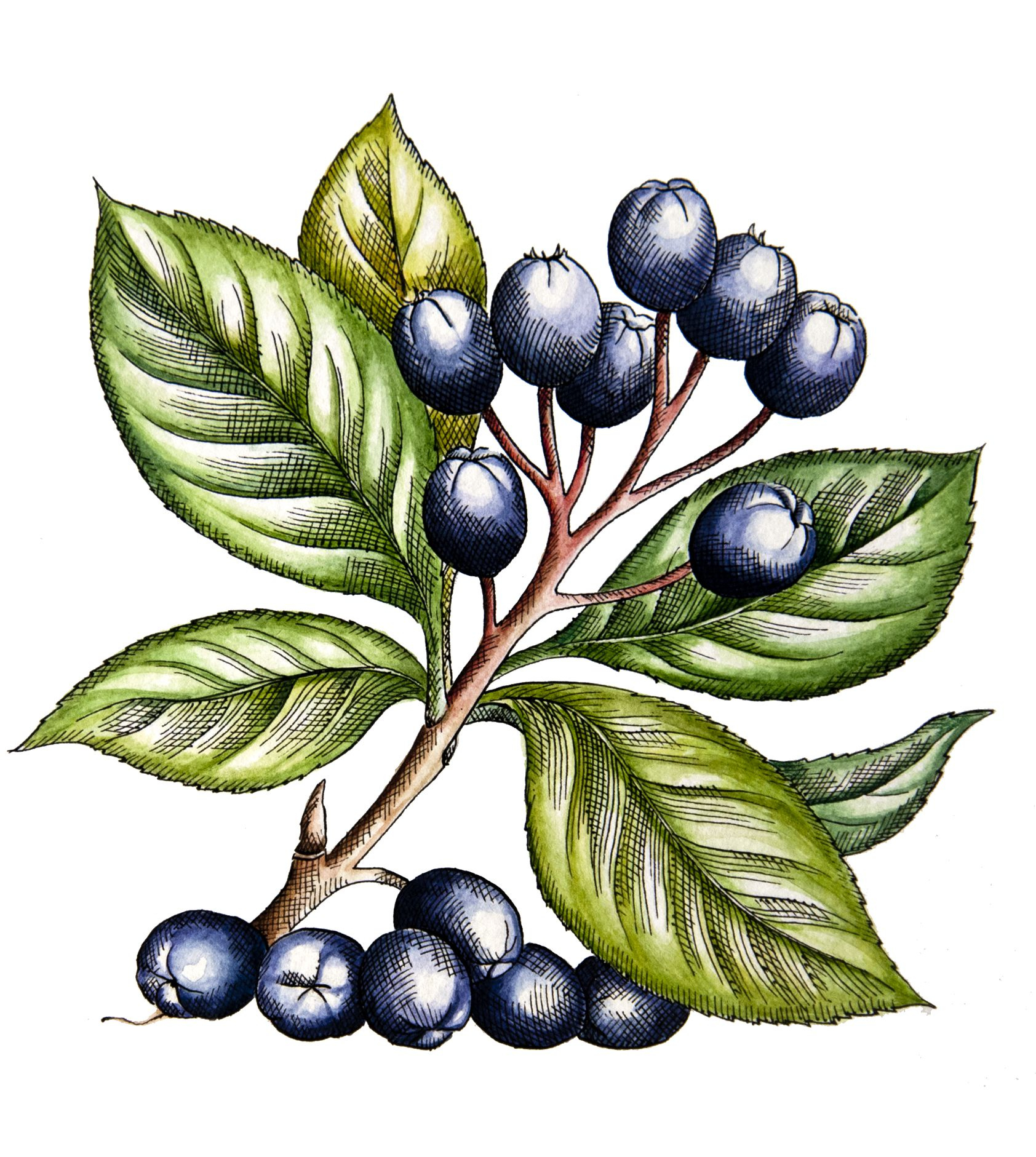 Čierny jarabinovec - Aronia | Serafin byliny