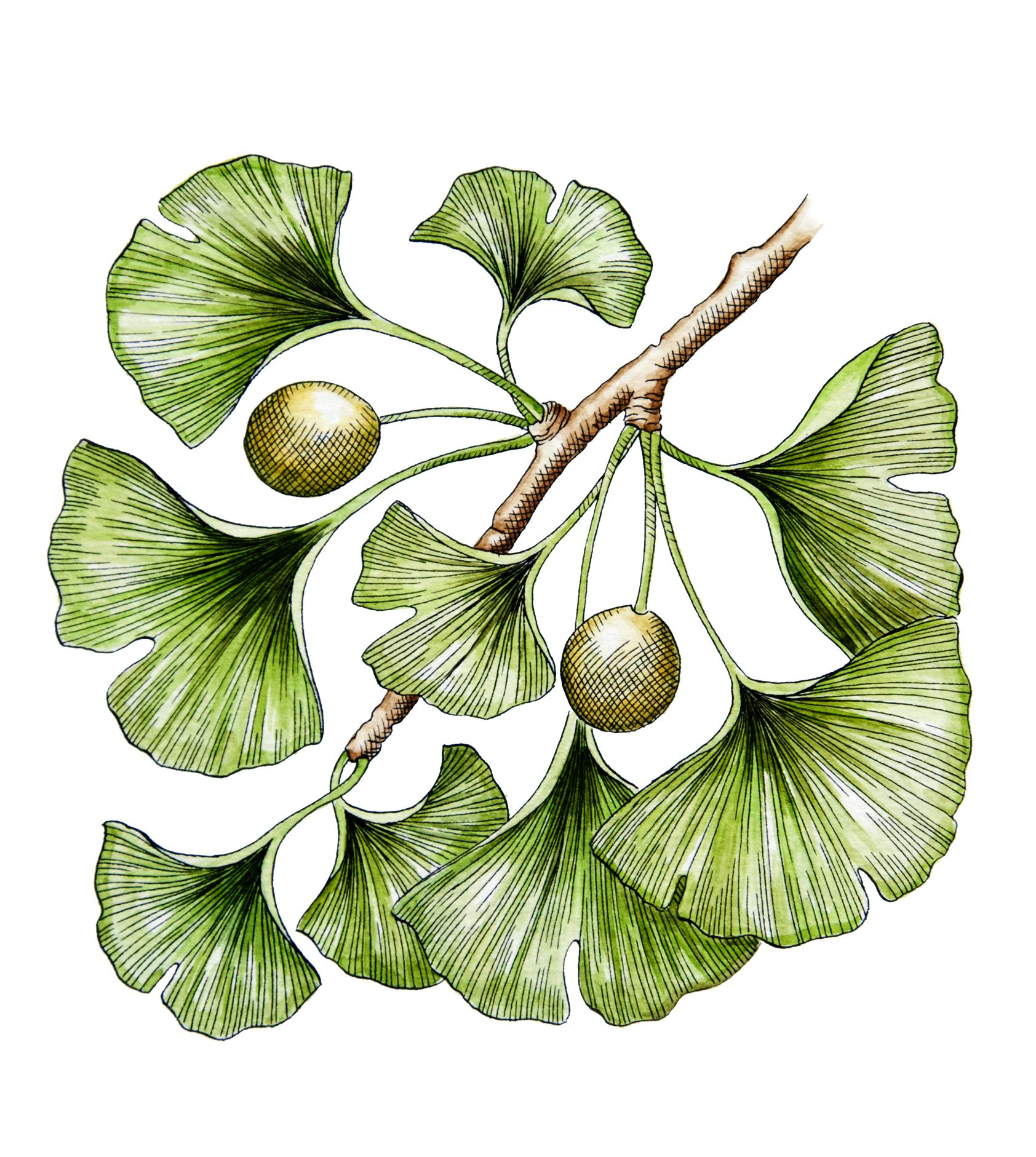 Ginko dvojlaločné | Serafin byliny