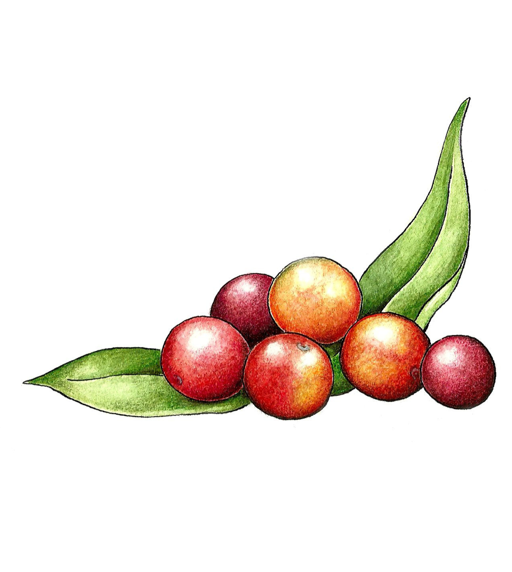 Camu-camu | Serafin byliny