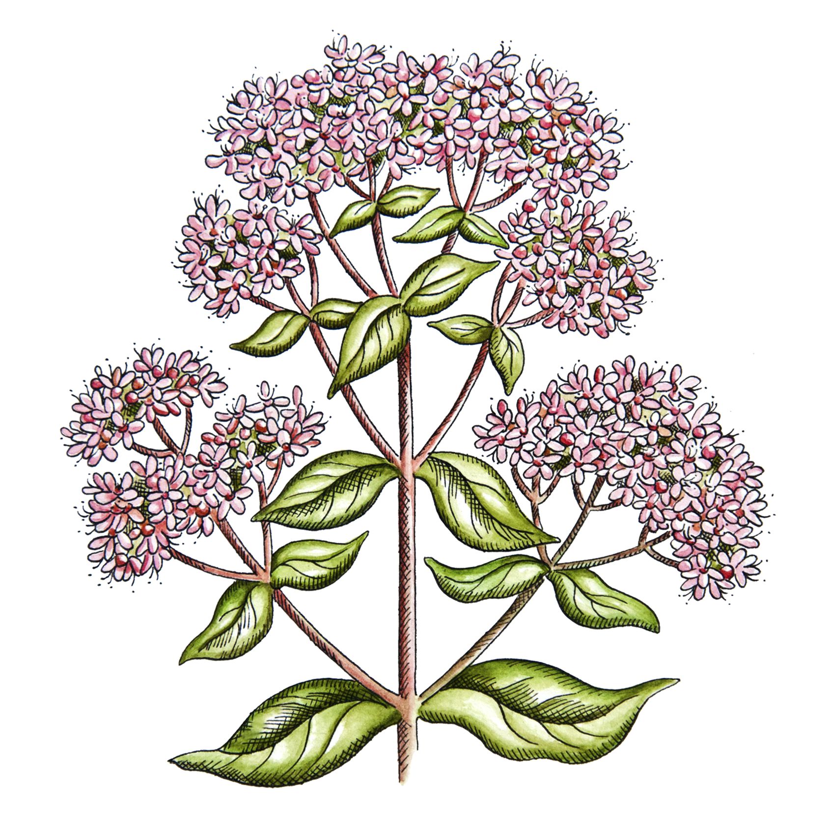 Dobromyseľ obyčajná – oregano | Serafin byliny