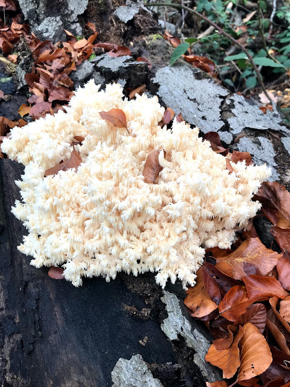 Článek - Hericium alebo "opičia hlava" | Serafin byliny