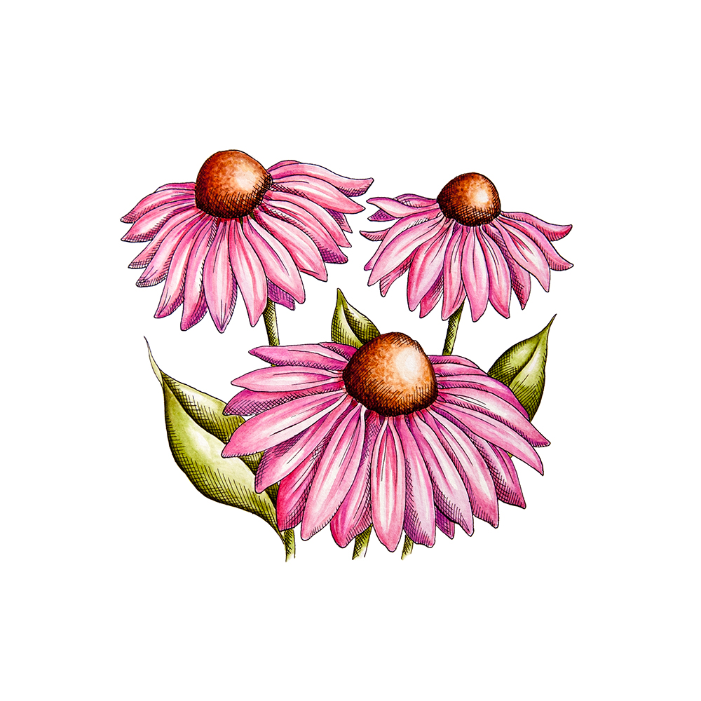Echinacea – echinacea purpurová | Serafin byliny