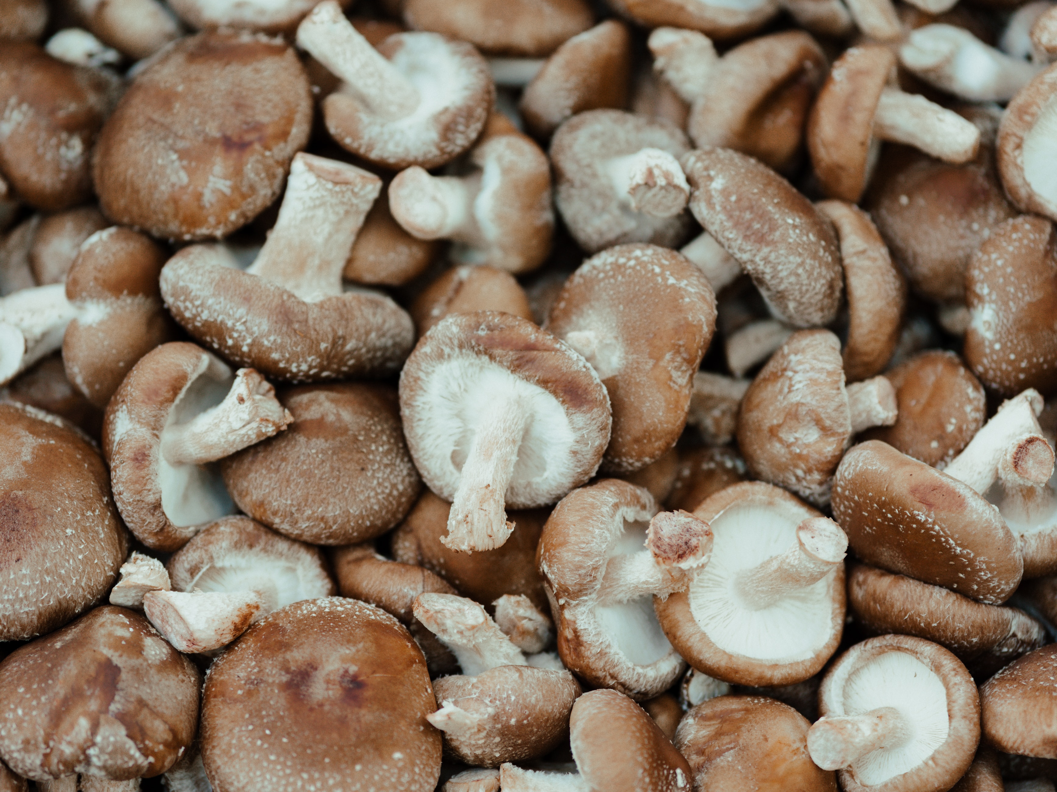 Článek - Shitake – kráľovná medzi hubami | Serafin byliny