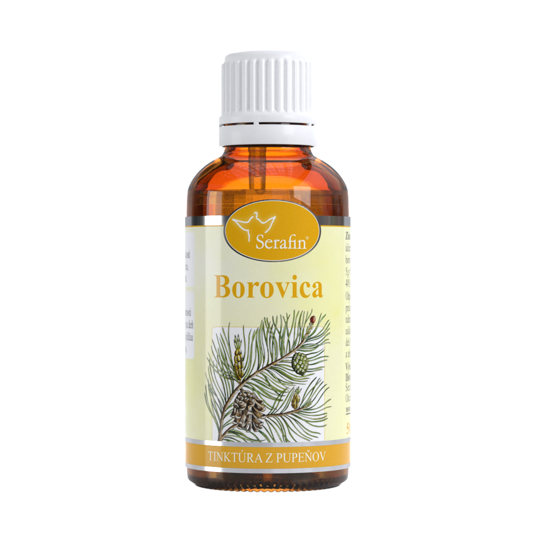 Borovica – tinktúra z púčikov | Serafin byliny
