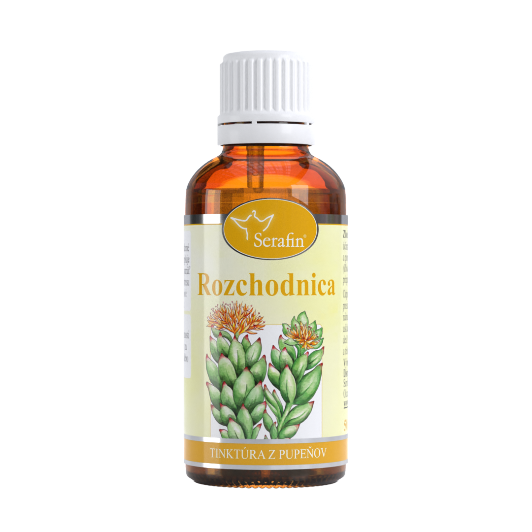 Rozchodnica – tinktúra z púčikov | Serafin byliny
